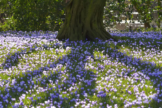 Shadow from tree on grass with crocus in spring, Husum, Schlosspark, Schleswig-Holstein, Germany