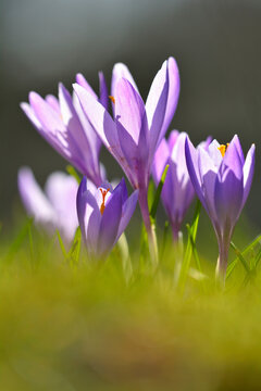 Close-up of crocus in spring, Husum, Schlosspark, Schleswig-Holstein, Germany
