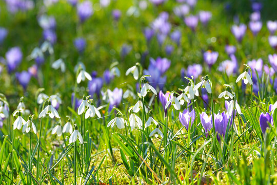 Close-up of crocus and snowdrop in spring, Husum, Schlosspark, Schleswig-Holstein, Germany