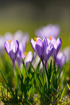 Close-up of crocus in spring, Husum, Schlosspark, Schleswig-Holstein, Germany