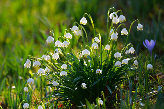 Spring snowflake (leucojum vernum), in spring, Husum, Schlosspark, Schleswig-Holstein, Germany