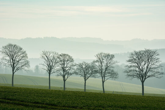 Row of trees in landscape, Echte, Kalefeld, Harz, Lower Saxony, Germany