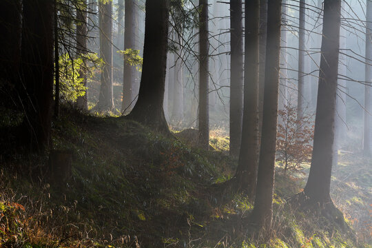 Morning haze in coniferus forest, Harz, Lower Saxony, Germany