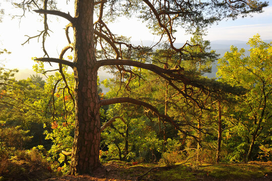Pine Tree, Hochstein, Dahn, Dahner Felsenland, Pfalzerwald, Rhineland-Palatinate, Germany