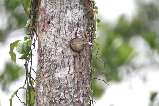 ave - corru&iacute;ra - troglodytes musculus