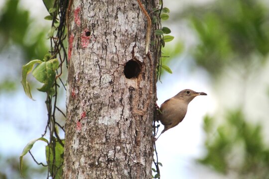 ave - corru&iacute;ra - troglodytes musculus
