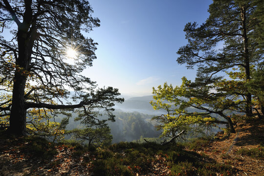 Pine Forest on Mountain with Sun, Hochstein, Dahn, Dahner Felsenland, Pfalzerwald, Rhineland-Palatinate, Germany