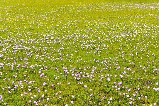 Field of Crocus in Spring, Husum Schlosspark, Schleswig-Holstein, Germany