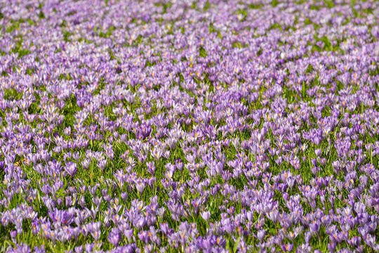 Field of Crocus in Spring, Husum Schlosspark, Schleswig-Holstein, Germany