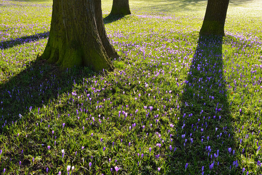 Crocus and Trees in Spring, Husum Schlosspark, Schleswig-Holstein, Germany