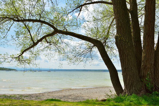 Lakeside with Tree, Stegen am Ammersee, Lake Ammersee, Fuenfseenland, Upper Bavaria, Bavaria, Germany