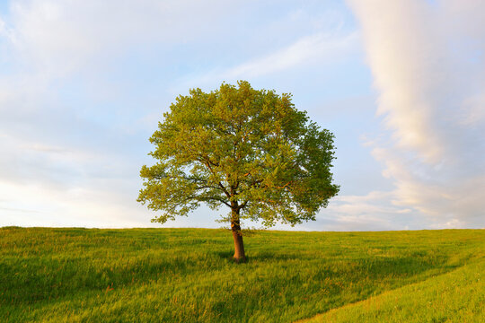Meadow with Tree, Upper Bavaria, Bavaria, Germany