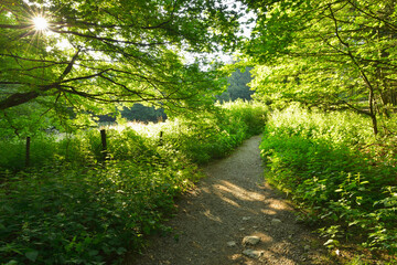 Trail to Mountain Top with Sun, Danzwiesen, Milseburg, Rhon Mountain Range, Hesse, Germany
