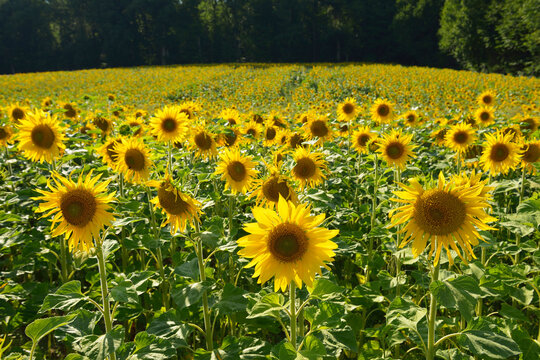 Sunflower Field in Summer, Helmstadt, Franconia, Bavaria, Germany