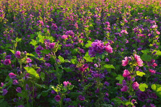 Field with Mallow Flowers in Summer, Arnstein, Franconia, Bavaria, Germany