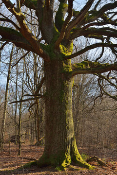 Old Oak Tree, Urwald Sababurg, Hofgeismar, Reinhardswald, Hesse, Germany