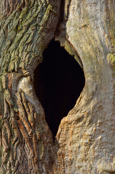 Old Oak Tree with Knothole, Urwald Sababurg, Hofgeismar, Reinhardswald, Hesse, Germany