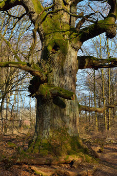 Old Oak Tree, Urwald Sababurg, Hofgeismar, Reinhardswald, Hesse, Germany