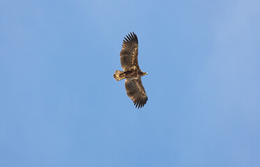 closeup of a juvenile white-tailed eagle (Haliaeetus albicilla) in flight, wings wide spread, bottom view against clear blue sky
