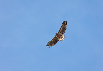 closeup of a juvenile white-tailed eagle (Haliaeetus albicilla) in flight, wings wide spread, bottom view against clear blue sky
