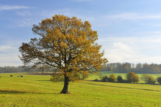 Oak Tree in Autumn, Vogelsbergkreis, Hesse, Germany