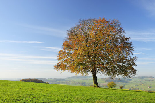 Oak Tree in Autumn, Vogelsbergkreis, Hesse, Germany