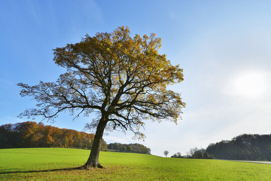 Oak Tree in Autumn with Sun, Vogelsbergkreis, Hesse, Germany