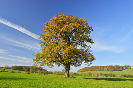 Oak Tree in Autumn, Vogelsbergkreis, Hesse, Germany