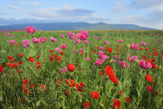 Opium Poppies (Papaver somniferum) and Corn Poppies (Papaver rhoeas) in Field, Summer, Germerode, Hoher Meissner, Werra Meissner District, Hesse, Germany
