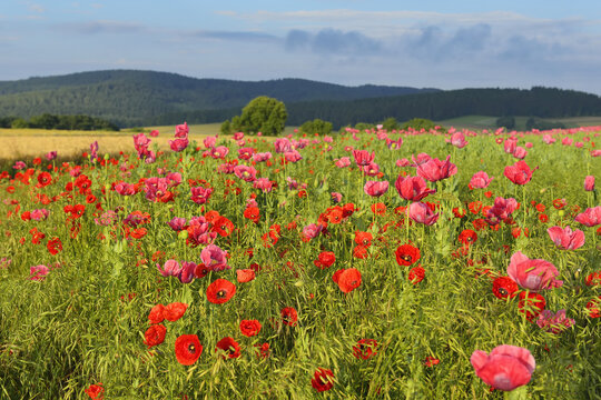 Opium Poppies (Papaver somniferum) and Corn Poppies (Papaver rhoeas) in Field, Summer, Germerode, Hoher Meissner, Werra Meissner District, Hesse, Germany