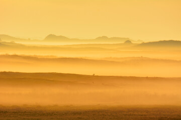 Dune Landscape with Golden Glow and Morning Mist, Summer, Norderney, East Frisia Island, North Sea, Lower Saxony, Germany