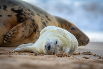 Obraz premium seal on the beach