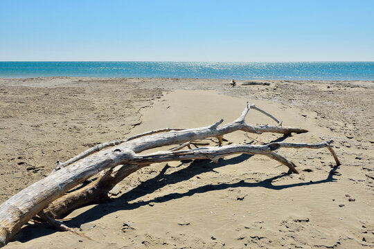 Driftwood on Sandy Beach, Mediterranean Sea, Saintes-Maries-de-la-Mer, Camargue, Bouches-du-Rhone, Provence-Alpes-Cote d'Azur, France