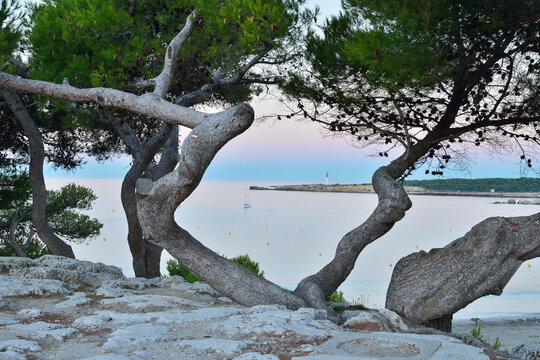 Anse de Sainte Croix with Pine Trees at Dawn, La Couronne, Martigues, Cote Bleue, Mediterranean Sea, Bouches-du-Rhone, Provence-Alpes-Cote d'Azur, France
