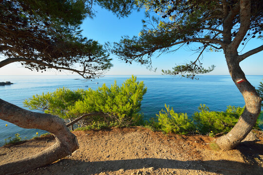Pine Tree with Sea, La Couronne, Martigues, Cote Bleue, Mediterranean Sea, Bouches-du-Rhone, Provence-Alpes-Cote d'Azur, France