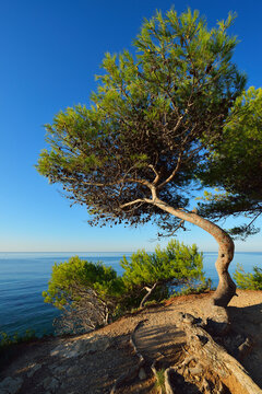 Pine Tree with Sea, La Couronne, Martigues, Cote Bleue, Mediterranean Sea, Bouches-du-Rhone, Provence-Alpes-Cote d'Azur, France