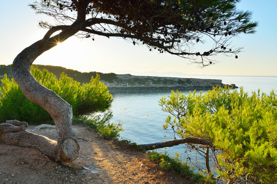 Pine Tree with Sea Bay, La Couronne, Martigues, Cote Bleue, Mediterranean Sea, Bouches-du-Rhone, Provence-Alpes-Cote d'Azur, France