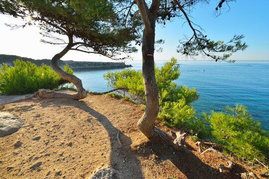 Pine Tree with Sea Bay, La Couronne, Martigues, Cote Bleue, Mediterranean Sea, Bouches-du-Rhone, Provence-Alpes-Cote d'Azur, France