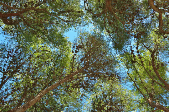 Looking up at Tree Tops in Pine Forest in Summer, La Couronne, Martigues, Cote Bleue, Mediterranean Sea, Bouches-du-Rhone, Provence-Alpes-Cote d'Azur, France