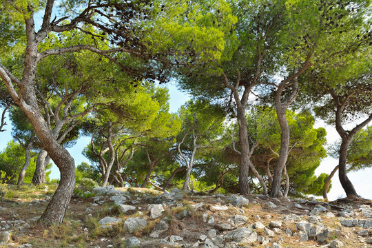 Pine Forest on Mediterranean Stone Coast in Summer, La Couronne, Martigues, Cote Bleue, Mediterranean Sea, Bouches-du-Rhone, Provence-Alpes-Cote d'Azur, France