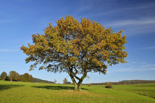 Oak Tree in field in Autumn, Vogelsberg District, Hesse, Germany