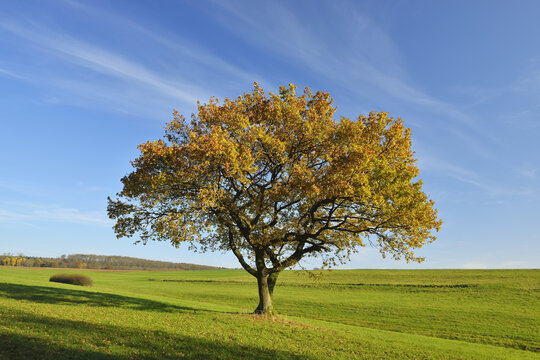 Oak Tree in field in Autumn, Vogelsberg District, Hesse, Germany