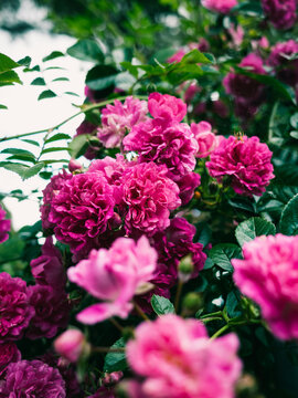 Pink rose bush © Thanh
