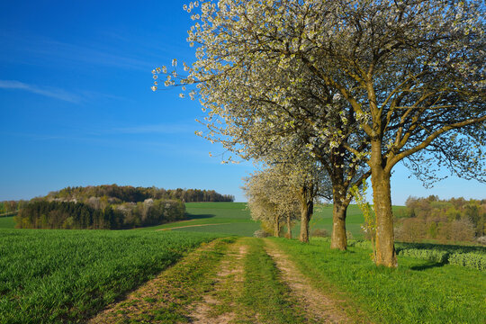 Dirt Road through Field with Blooming Cherry Tree in Spring, Reichartshausen, Amorbach, Odenwald, Bavaria, Germany