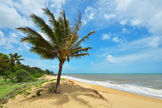 Sandy Beach with Palm Tree in Summer, Captain Cook Highway, Queensland, Australia