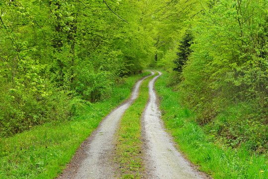 Forest Path in Spring, Walldurn, Neckar-Odenwald-District, Odenwald, Baden-Wurttemberg, Germany