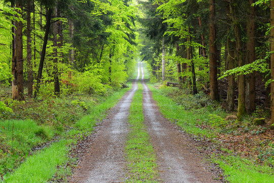 Forest Path in Spring, Wenschdorf, Odenwald, Bavaria, Germany