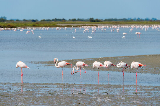 Greater Flamingo (Phoenicopterus roseus), Saintes-Maries-de-la-Mer, Parc Naturel Regional de Camargue, Languedoc-Roussillon, France