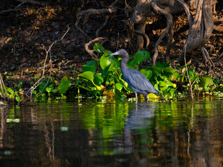 Little Blue Heron foraging in the river with green aquatic plants