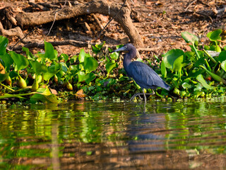 Little Blue Heron foraging in the river with green aquatic plants